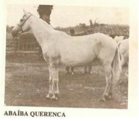 mangalarga marchador stallion
